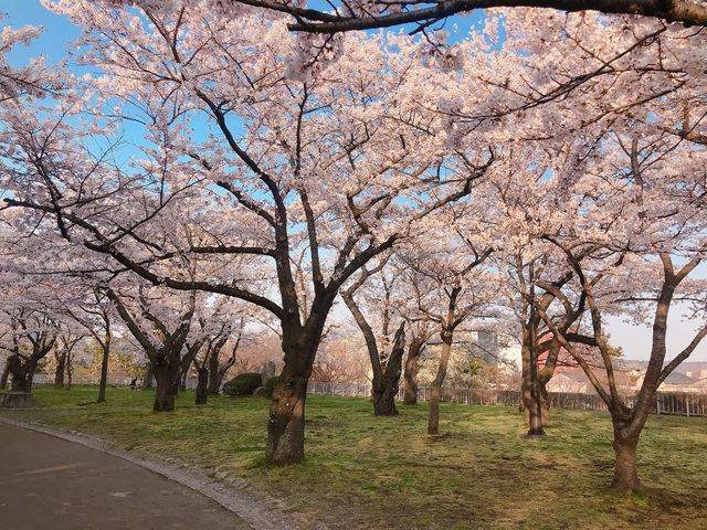 Ngoài công viên Takamatsu, công viên Iwate cũng là điểm ngắm hoa đẹp nhất ở vùng Tohoku. Những cây hoa anh đào đồng loạt nở rộ tạo nên khung cảnh rực rỡ, cuốn hút.