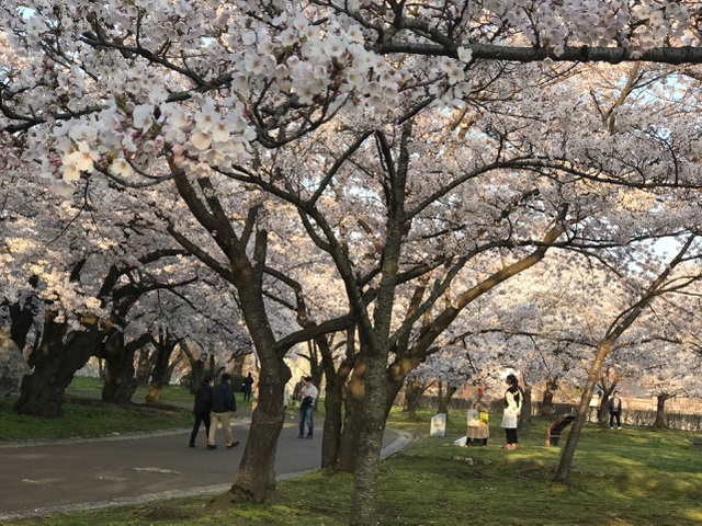 Khác với Tokyo hay các thành phố đông đúc, nhộn nhịp của xứ sở mặt trời mọc, Iwate sở hữu thiên nhiên hoang sơ, tươi đẹp với những công viên được phủ kín sắc hoa anh đào, mang đến cảnh đẹp ngoạn mục.
