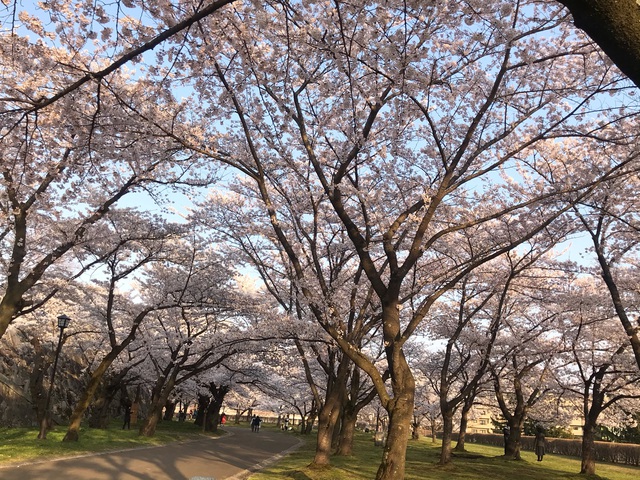 Mọi năm, Iwate luôn thu hút lượng lớn khách tham quan, ngắm hoa anh đào. Năm này cảnh tượng vắng vẻ, thưa thớt chưa từng có. 