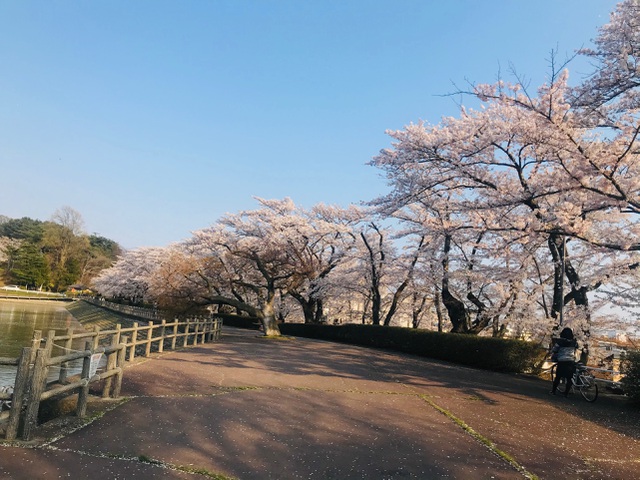 Trong các công viên, vắng bóng khách tham quan chỉ có những người dân địa phương tản bộ tập thể dục, ngắm hoa. Đây có lẽ là 1 trong những mùa hoa anh đào buồn nhất ở Nhật Bản. 