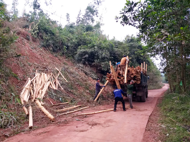Người dân xã Đài Xuyên thu hoạch cây lấy gỗ.