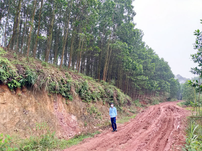 Hàng trăm héc ta rừng trồng ở xã Đài Xuyên đang sinh trưởng tốt sắp đến kỳ thu hoạch. 
