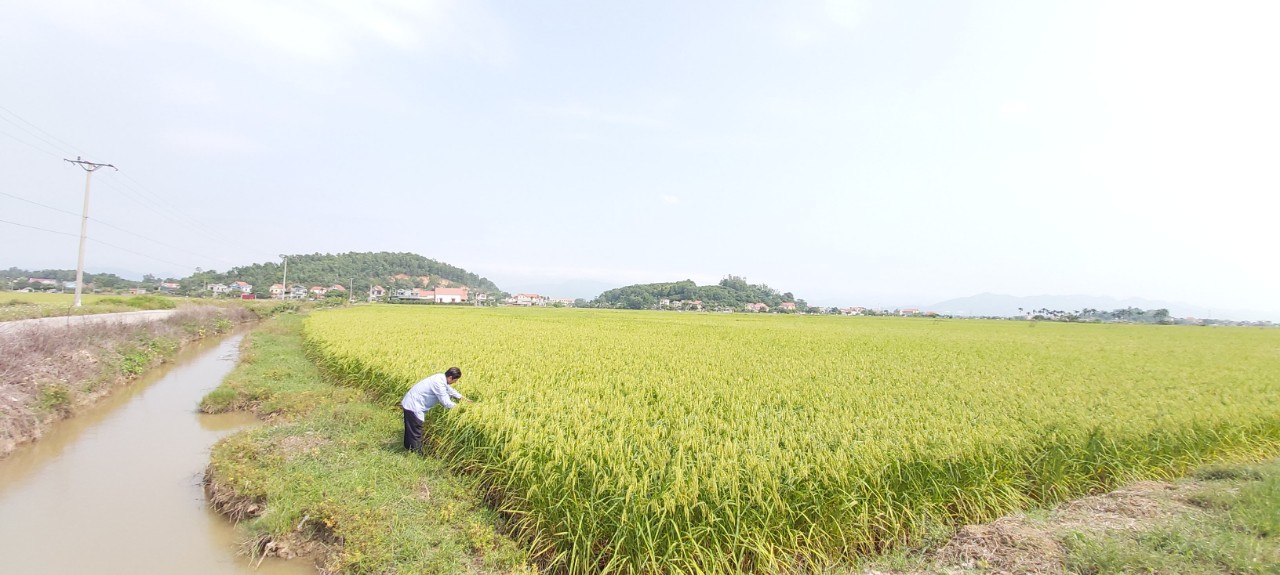 Trên những cánh đồng lúa phường Hưng Đạo cũng không có tình trạng rác thải nông nghiệp vứt bừa bãi.