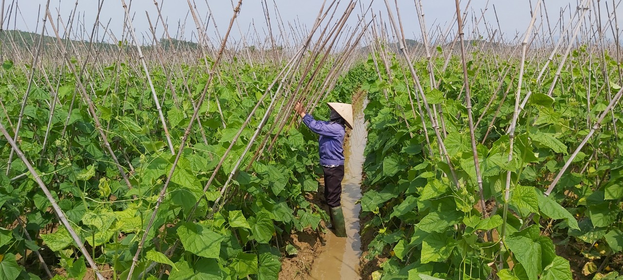 Người dân Đông Triều trồng cây nông nghiệp theo tiêu chuẩn VietGAP, hạn chế tối đa ô nhiễm môi trường. (Trong ảnh: Trồng dưa tại phường Hưng Đạo)