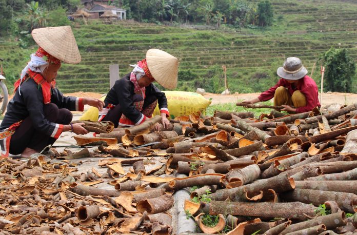 Người dân xã vùng cao Quảng Lâm thu hoạch, sơ chế vỏ quế.