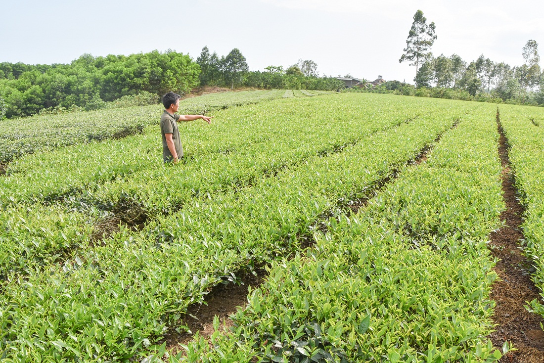Gần 3ha chè VietGAP của gia đình anh Dương Hữu Trung (xã Quảng Thành, huyện Hải Hà) đang trong thời điểm thu hoạch.