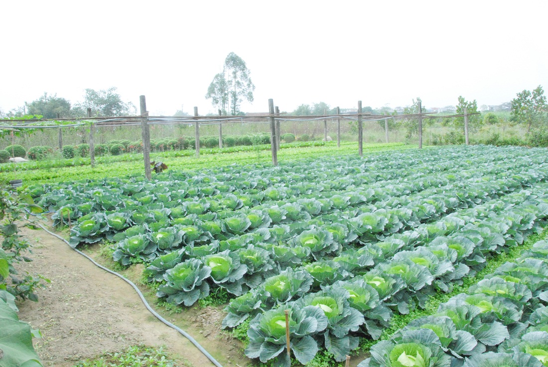 Sản xuất rau màu là thương hiệu của nông dân xã Quảng Minh (huyện Hải Hà).