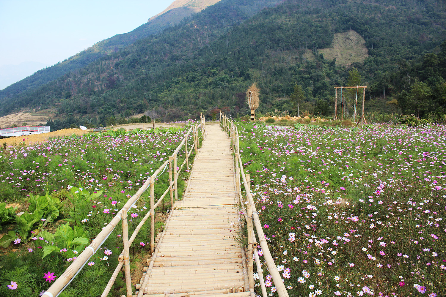 Vườn hoa Cao Sơn (xã Đồng Văn) - một trong những điểm du lịch hấp dẫn tại Bình Liêu.