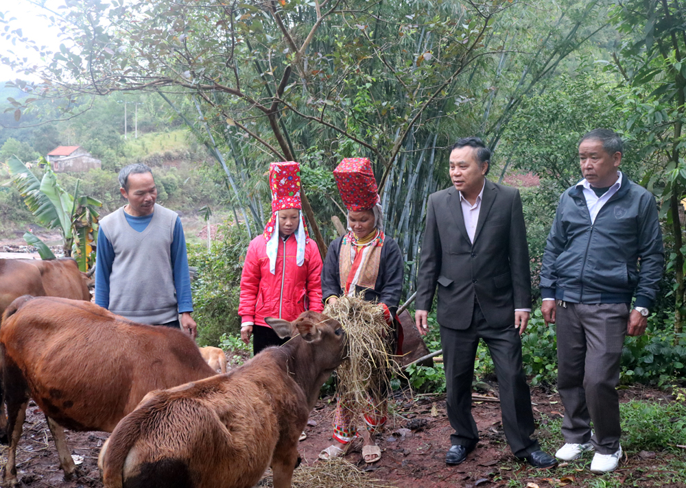 Lãnh đạo Hội Nông dân huyện Bình Liêu trao đổi với các hội viên nông dân xã Đồng Tâm về mô hình bò sinh sản.