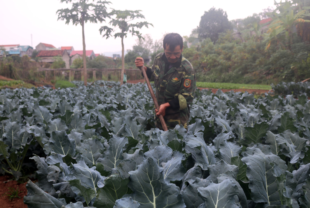  Mô hình trồng rau sạch của ông Hoàng Quốc Dũng, thôn Thác Bưởi 1, xã Tiên Lãng (huyện Tiên Yên).