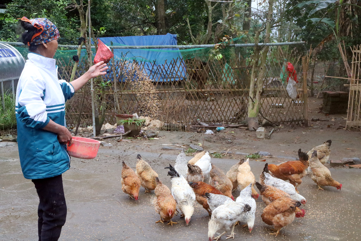 Mô hình chăn nuôi gà thương phẩm của hộ gia đình bà La Thị Say, xã Lục Hồn (Bình Liêu) được thực hiện từ nguồn vốn hỗ trợ của Hội Nông dân tỉnh.