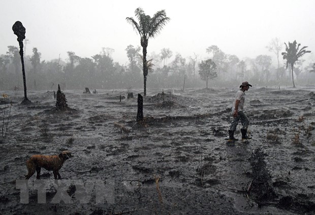 Một góc rừng Amazon ở gần Porto Velho, bang Rondonia, Brazil bị tàn phá do hỏa hoạn, ngày 26/8/2019. (Ảnh: AFP/TTXVN)