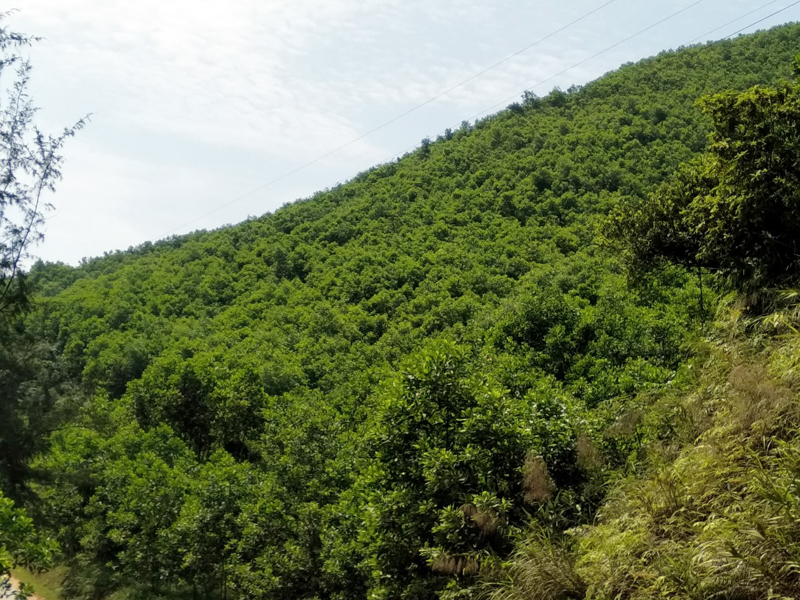 Hiện nay, tỷ lệ che phủ rừng của Móng Cái đạt 41,07%.