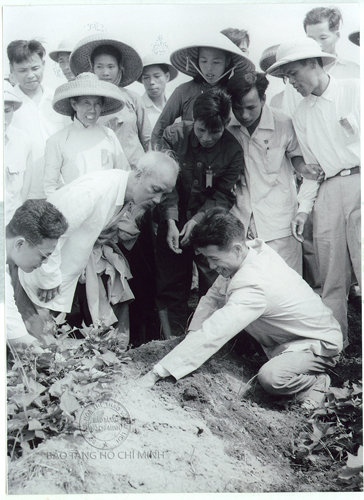 Chủ tịch Hồ Chí Minh thăm đảo Cô Tô ngày 9/5/1961. Người đã bảo Bí thư Tỉnh uỷ Hải Ninh bới thử khoai lang của bà con xem có tốt không.