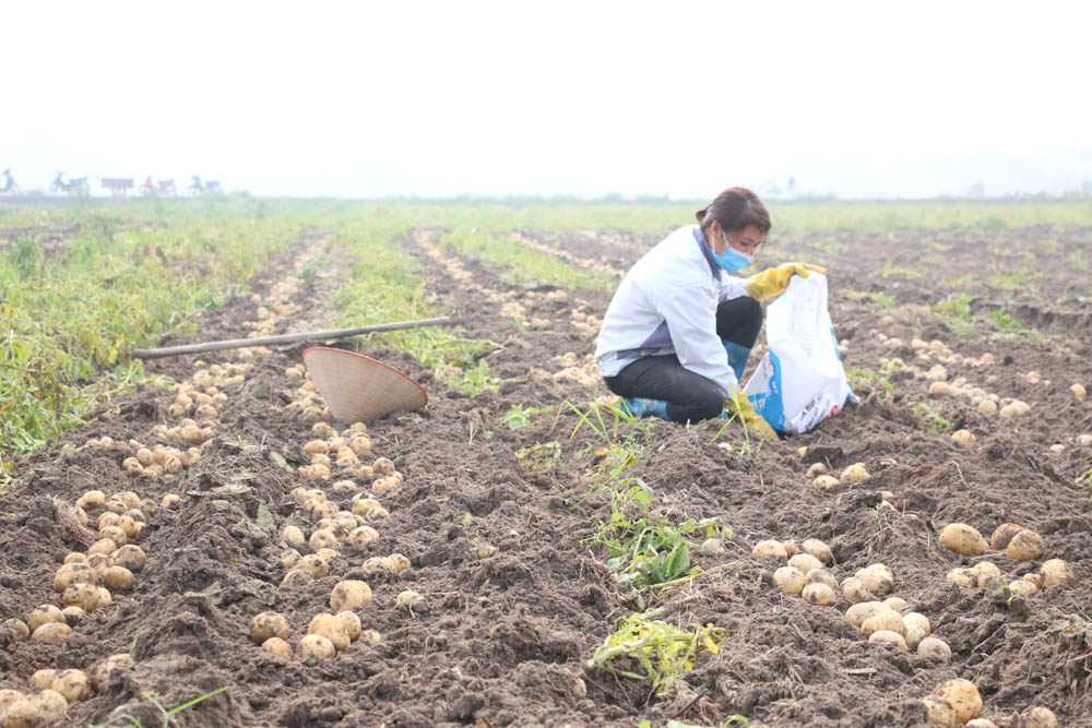 Nông dân xã Bình Dương (TX Đông Triều) thu hoạch khoai tây Atlantic.