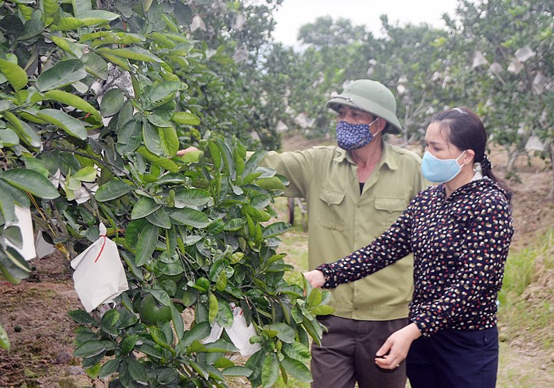 Anh Nguyễn Văn Ngân, thôn Đồng Ý (xã Việt Dân, TX Đông Triều) cùng cán bộ HND xã Việt Dân trao đổi kỹ thuật chăm sóc cây bưởi Diễn của gia đình.