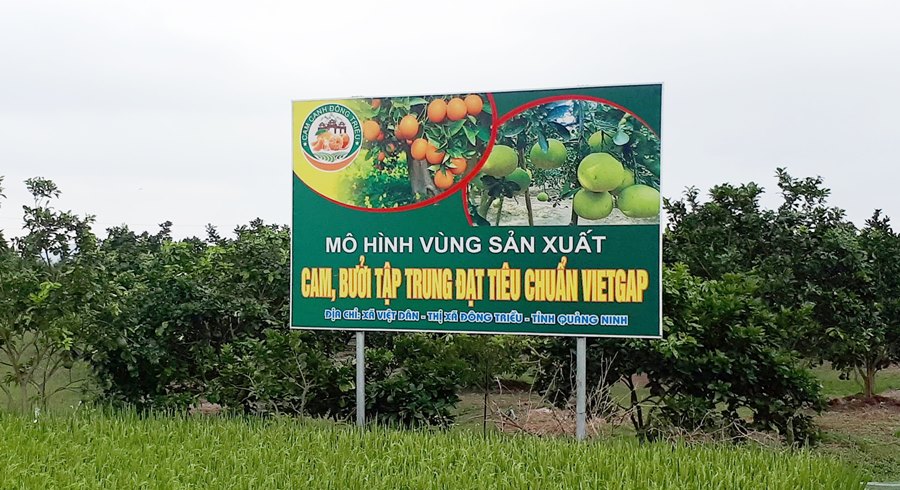 Mô hình vùng sản xuất tập trung cây cam, bưởi Diễn tiêu chuẩn VietGAP trên địa bàn xã Việt Dân (TX Đông Triều).