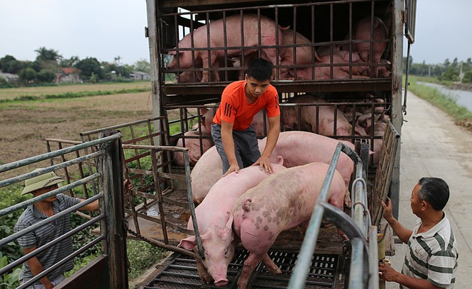 Thủ tướng tiếp tục yêu cầu bình ổn giá thịt lợn