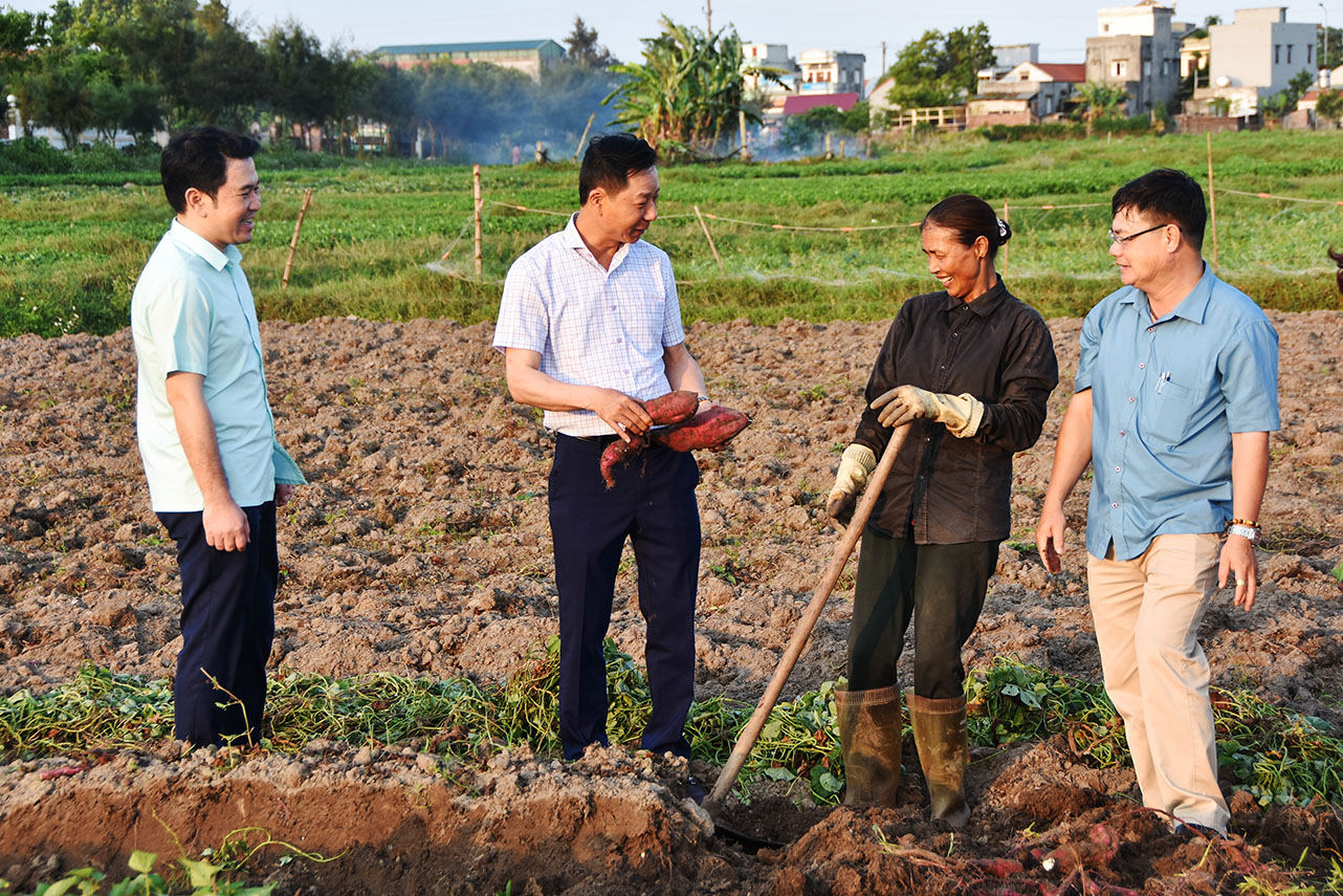 Bí thư Thành ủy Móng Cái Lê Văn Ánh nắm bắt tình hình sản xuất nông nghiệp của người dân khu 4 phường Bình Ngọc..