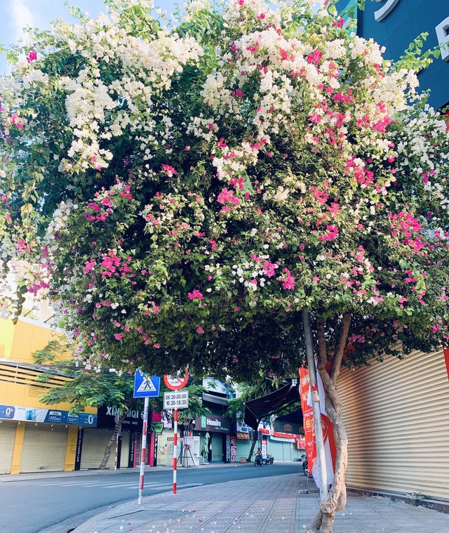 Những cây hoa giấy nhiều màu trên đường Quang Trung