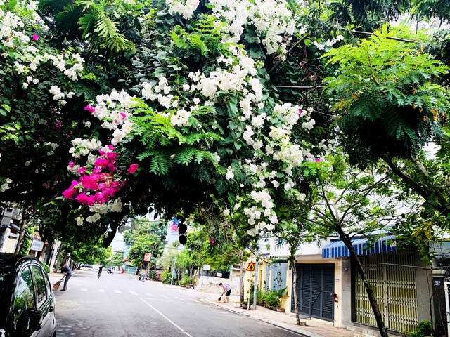 Đường Phùng Hưng có một vòm hoa giấy hai màu trắng và hồng giao nhau như vòm trời, là nơi có nhiều ngôi nhà được phủ hoa giấy trong TP.