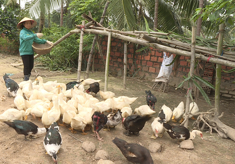 Mô hình chăn nuôi gia cầm của gia đình Nguyễn Thị Lý, khu Yên Lãng 2, phường Yên Thọ, TX Đông Triều