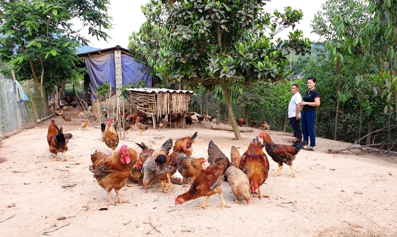 Chị Đặng Thị Mai giới thiệu với Phó Chủ tịch UBND xã Thanh Sơn về mô hình nuôi gà của gia đình.