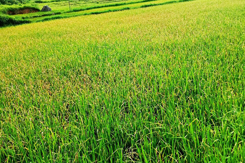 Một cánh đồng lúa ở thông Chè Phạ, xã Đồng tâm đang bị bệnh sâu cuốn lá nhỏ