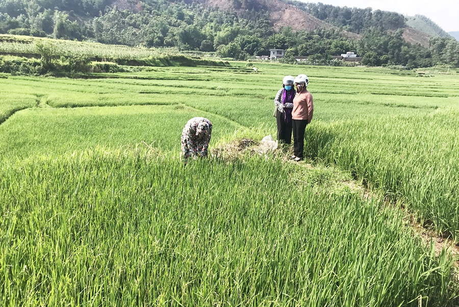 Cán bộ Phòng NN&PTNT huyện Bình Liêu khảo sát thực tế tình hình sâu bệnh tại các cánh đồng lúa thôn