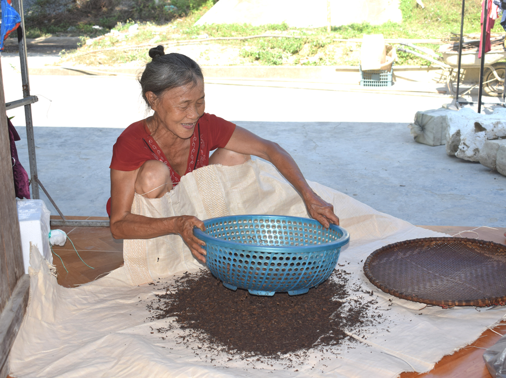 Bà Hoàng Thị Hảo, thôn Nà Sắn, xã Bản Sen là một trong số ít những người làm nghề thu chè Vân còn sót lại từ các khu rừng về chế biến.