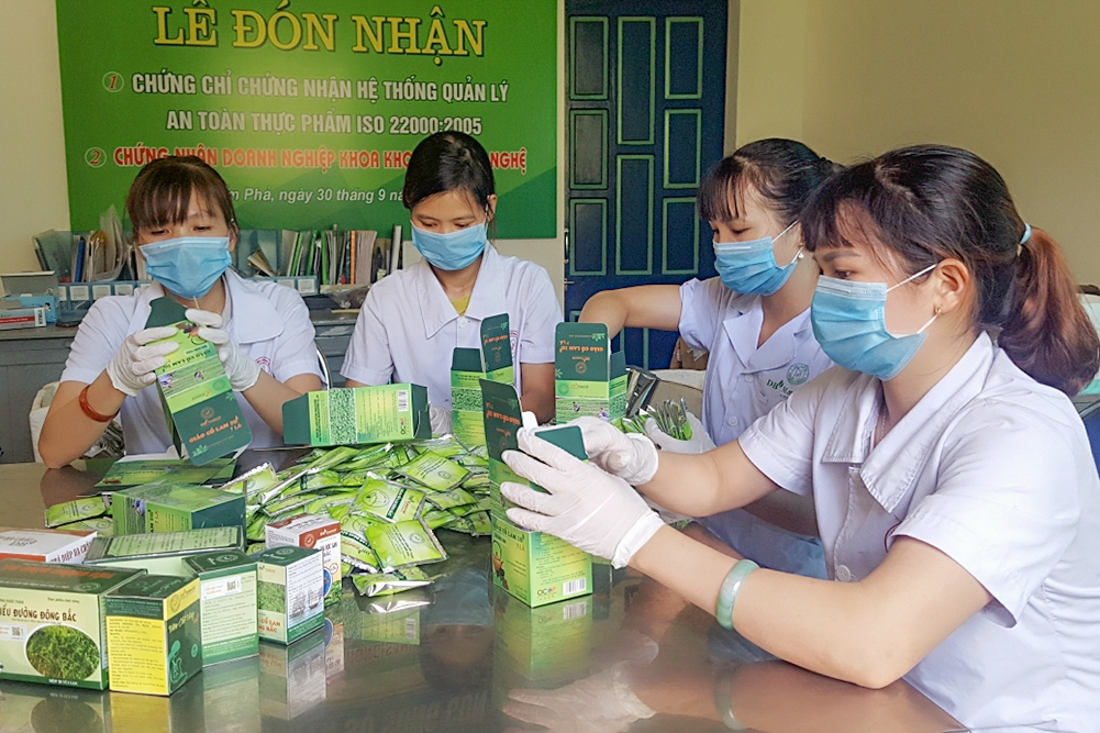 Sản phẩm chính của Công ty Nuôi trồng, sản xuất và chế biến dược liệu Đông Bắc là cây dược liệu của Tiên Yên. Ảnh: Việt Hoa