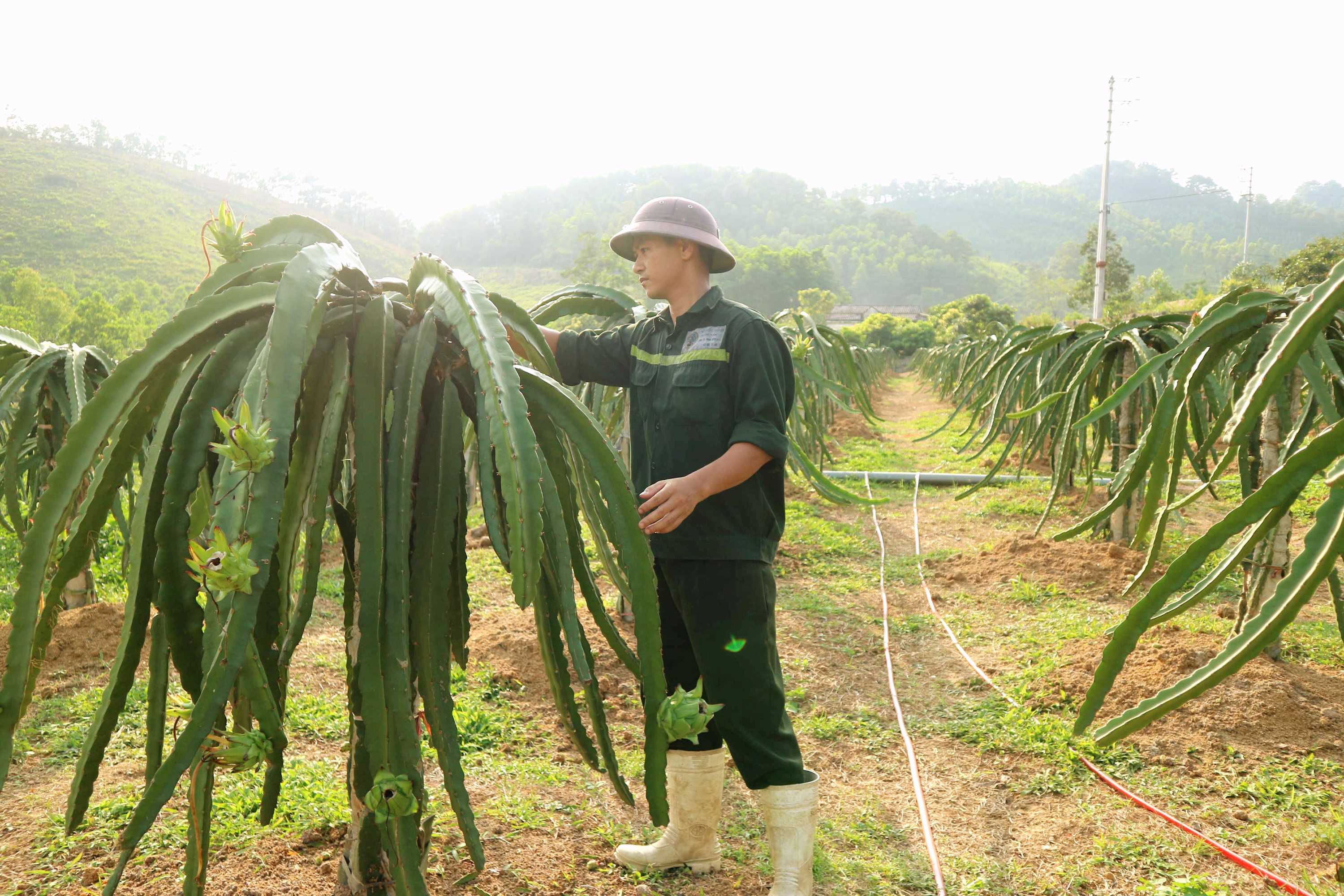 Anh Phan Thanh Lượng, thôn Phú Ninh, xã Bình Khê (TX Đông Triều) chăm sóc vườn thanh long của gia đình