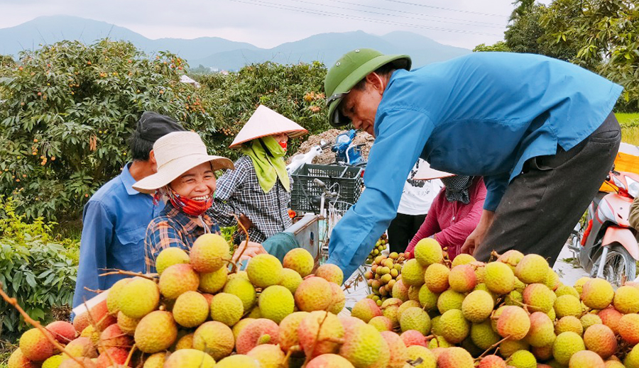 Việc áp dụng trồng vải chín sớm Phương Nam, TP Uông Bí theo quy trình Vietgap nâng cao giá trị sản phẩm. 