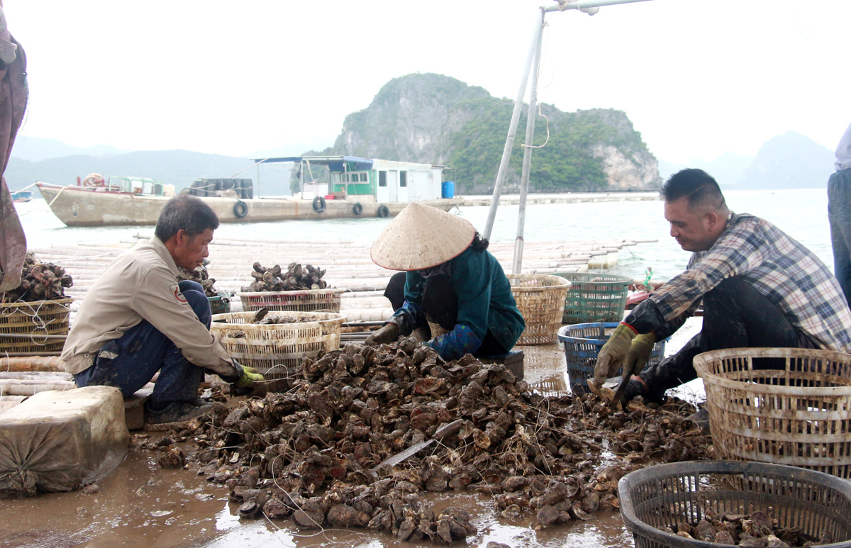 Ngư dân huyện Vân Đồn thu hoạch thủy sản.
