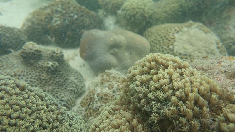 Các giá thể san hô đang dần phát triển tại các rạn nhân tạo