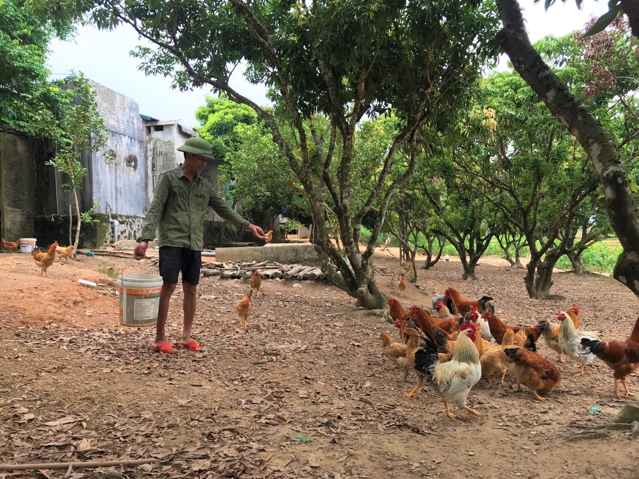 Đàn gà của hộ anh Bùi Văn Tý, xã Quảng Tân, huyện Đầm Hà được chăn thả dưới bóng mát cây xanh và bổ sung thức ăn giàu dinh dưỡng. 