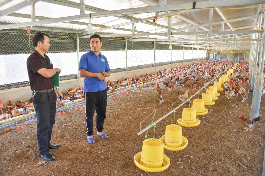 HTX Tuyền Huyền, xã Quảng Tân (Đầm Hà) là đơn vị được chọn, sản xuất thành công giống gà địa phương bằng phương pháp thụ tinh nhân tạo