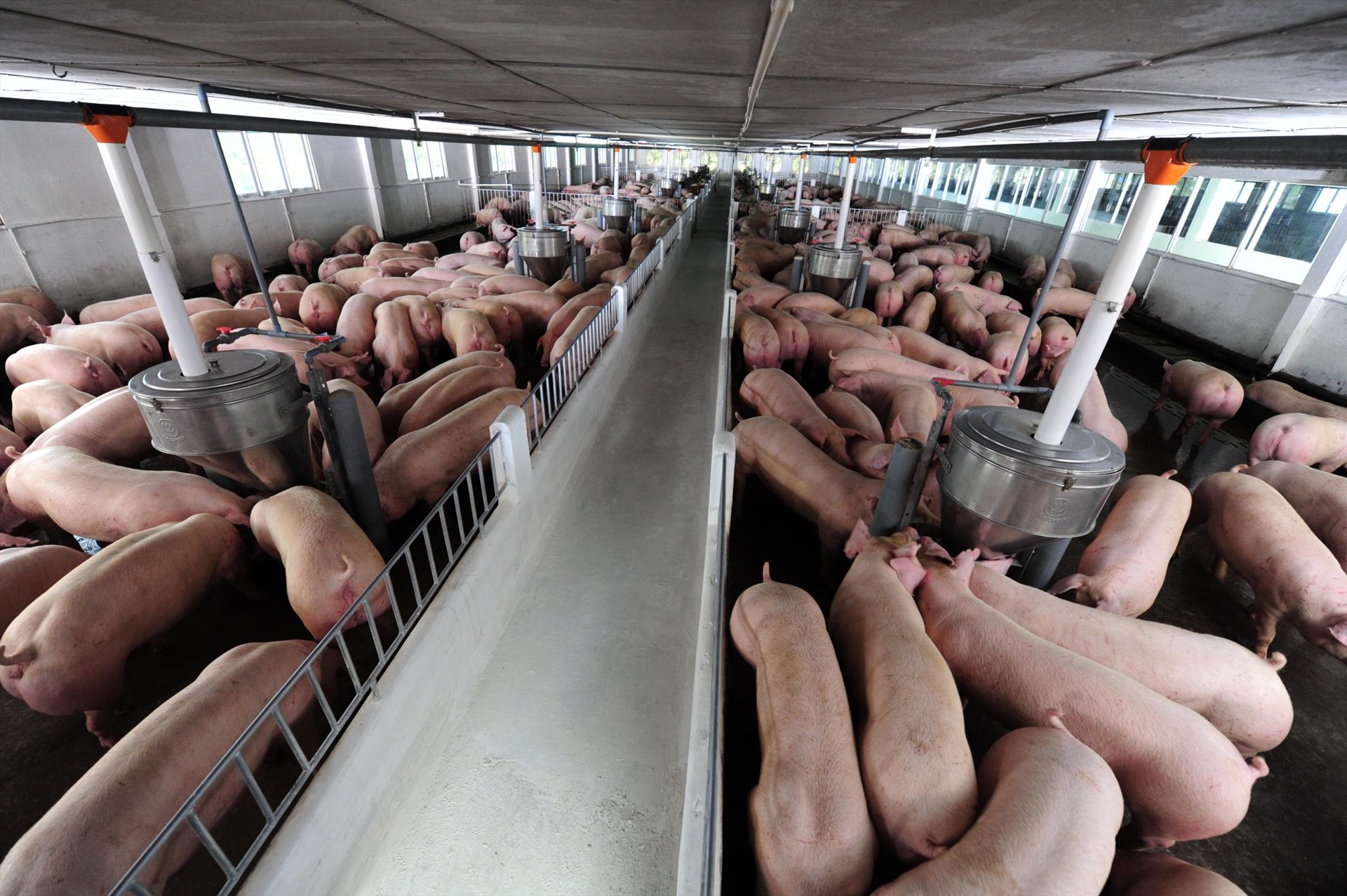 C.P thông báo tăng giá lợn hơi đợt 2 từ 23.5. Ảnh: Duy Linh