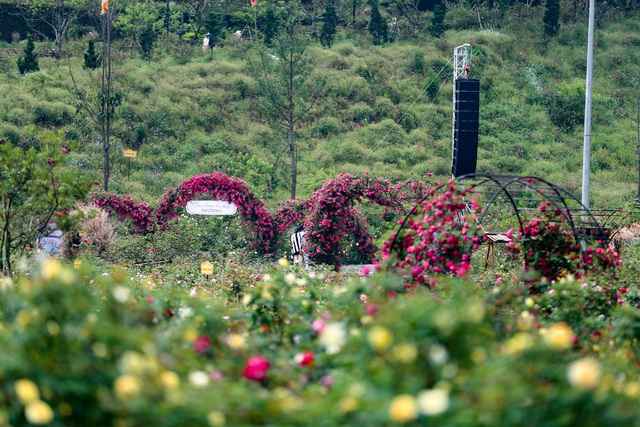 Thung lũng hoa hồng có diện tích lên tới 50.000 m2, trải dài dọc theo đường tàu hoả leo núi Mường Hoa từ thị trấn Sa Pa (Lào Cai) đến khu vực ga đi cáp treo. Nơi đây quy tụ hơn 300.000 gốc hồng với hơn 150 giống hoa nổi tiếng nhất ở Sa Pa cũng như ở Việt Nam và thế giới.