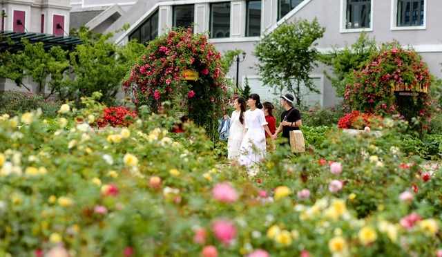Được tổ chức Kỷ lục Việt Nam trao kỷ lục là “Thung lũng hoa hồng lớn nhất Việt Nam”, điểm đến này đang trở thành nơi check-in thu hút đông khách du lịch khi đến Sa Pa (Lào Cai).