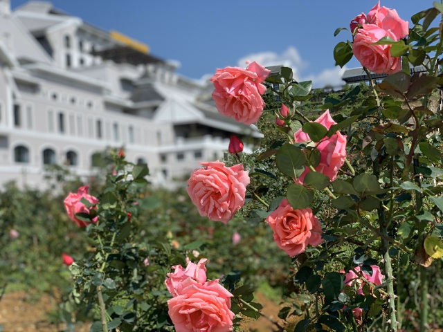 Từ các loại hồng cổ Sa Pa, hồng cổ Huế, hồng cổ Hải Phòng, hồng cổ Sơn La, hồng Vân Khôi... đến các loại hoa được nhập từ Anh, Pháp, Nhật... đều đang vào độ bung nở rực rỡ, khiến cho khung cảnh nơi đây đẹp ấn tượng, níu bước chân du khách.