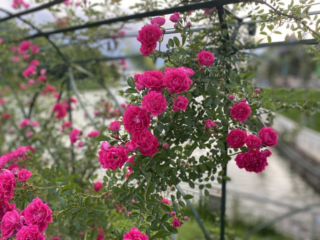 Ấn tượng nhất trong thung lũng hoa hồng, phải kể đến loại hồng leo đặc trưng của Sa Pa. Loài hoa này có nguồn gốc từ Châu  Âu, được người Pháp mang đến vùng đất này cùng với hồng cổ Sa Pa.