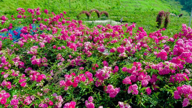 Hoa hồng leo Sa Pa bông nhỏ chỉ khoảng 2-3 cm, kết dạng chùm, có khi cả trăm bông cùng nở trên một cành nhỏ xíu và thường ra hoa vào khoảng tháng 4, tháng 5 hàng năm. Vào mùa, hoa bung nở rực rỡ tạo nên những thảm hoa ấn tượng, hút tầm mắt.