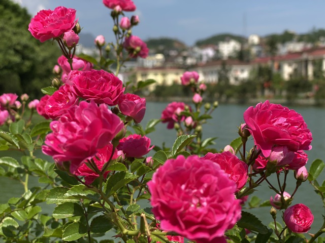 Các thảm hoa hồng bung nở khoe sắc tạo nên cảnh sắc thiên nhiên ấn tượng cho Sa Pa (Lào Cai)