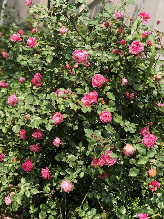 Mỗi loại hoa tại Thung lũng hoa hồng đều được chăm sóc tỉ mỉ bởi những người thợ trồng hoa lâu năm.