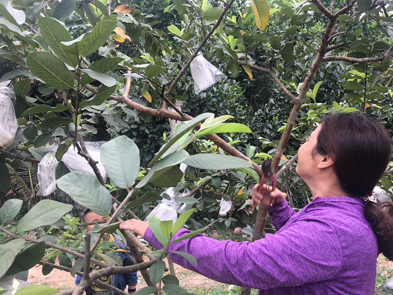 Vườn cây ăn quả của gia đình chị Phạm Thị Tươi, thôn Tân Hải, xã Dương Huy cho thu nhập cao.