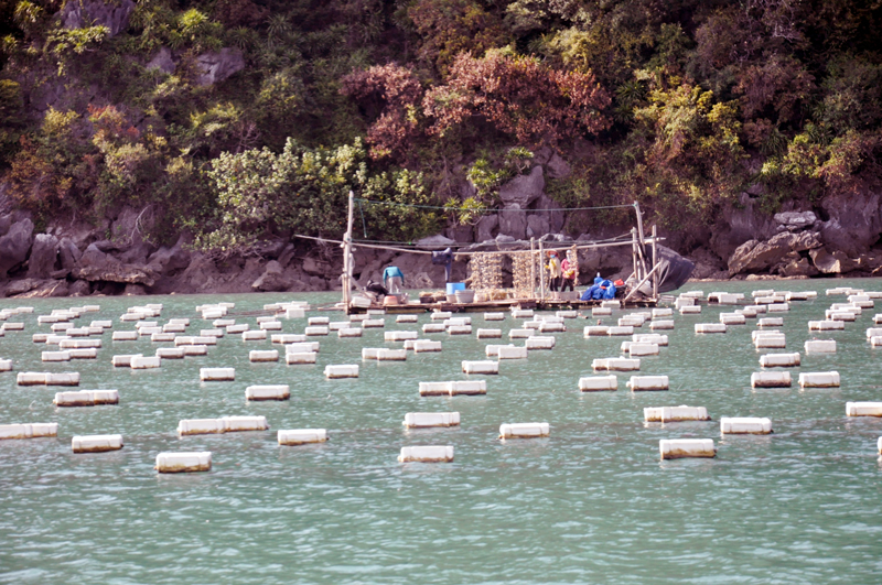 Ngư dân huyện Vân Đồn chuyển mạnh từ đánh sang nuôi trồng thủy sản, góp phần bảo vệ, phát triển bền vững nguồn lợi thuỷ sản trên địa bàn. 