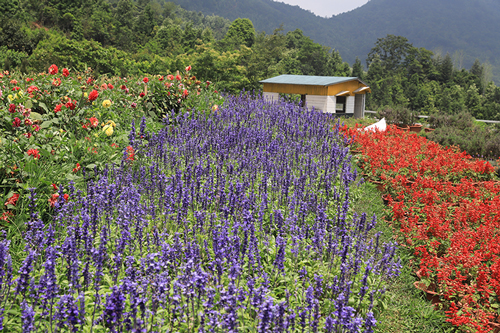 Ảnh 7: Hoa cải tím được nhập từ Phan xi păng về trồng tại vườn hoa Cao Sơn khoe sắc cùng các loài hoa khác tạo điểm nhấn cho khu vườn.
