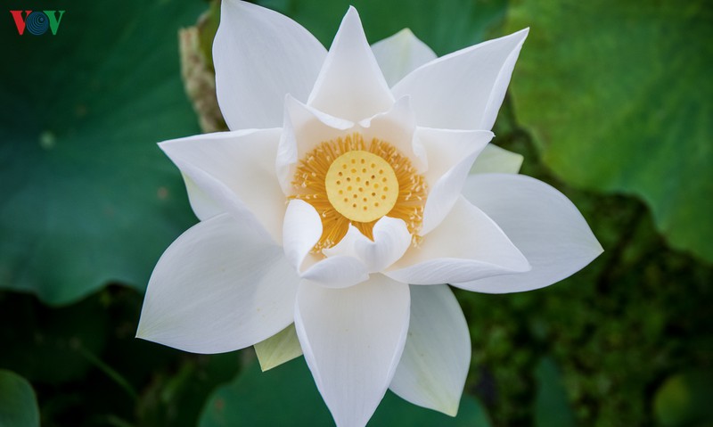 Những bông hoa sen trắng muốt thể hiện sự tinh khiết, thanh tao đang thu hút sự quan tâm của nhiều người.