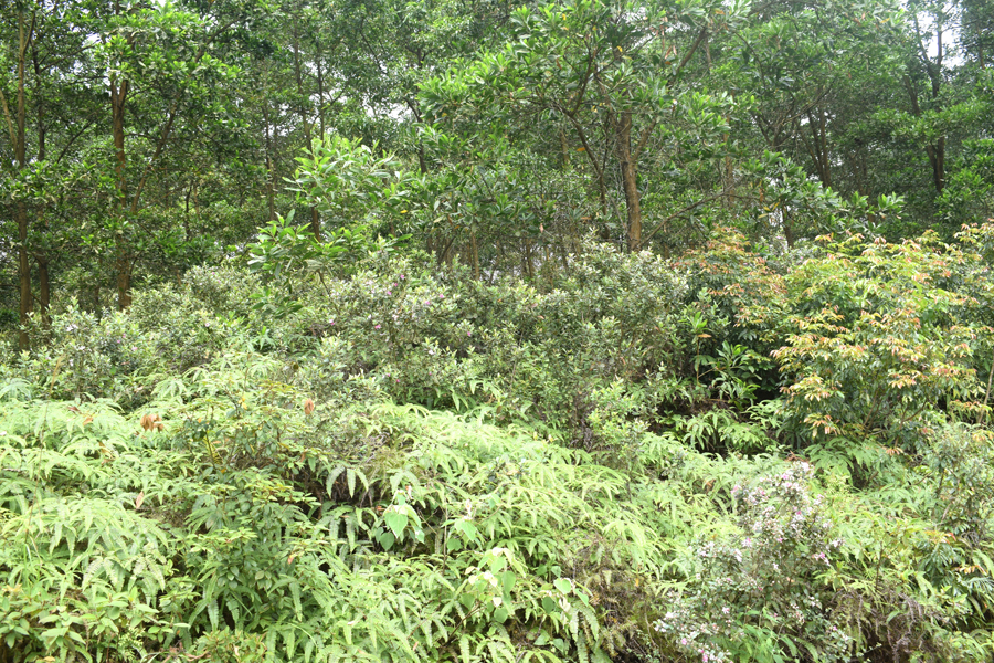 Sim mọc hoang trên đồi keo của hộ dân ở xã Quảng Tân, huyện Đầm Hà.